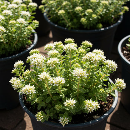 White Sedum Acre Plant Seeds for Stunning Garden Enhancements and Beauty Seed