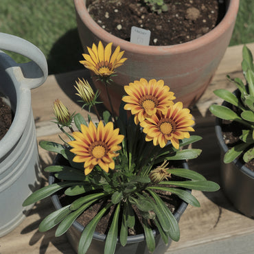 Yellow Red Gazania Rigens Flower Planting  Seeds for Vibrant Blossoms in Your Garden