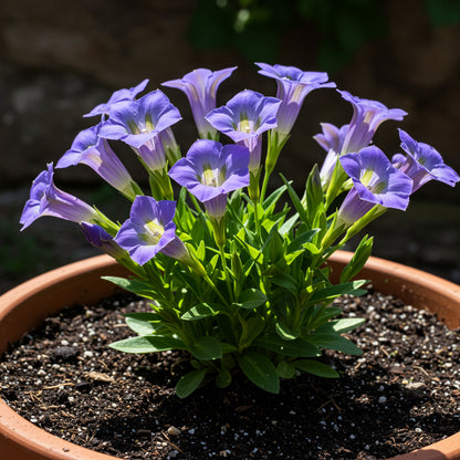 Blue Gentiana Sceptrum Flower Seeds for Planting