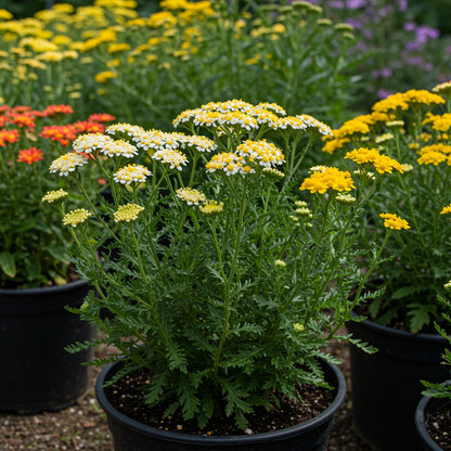 Mixed Achillea Flower Planting Seeds for Vibrant Gardens