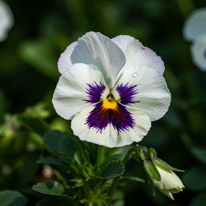 White Pansy Flower Seeds for Planting - Perfect for Adding Graceful Blooms to Your Garden