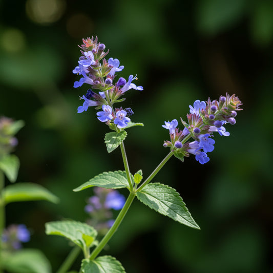 Blue Catmint Seeds  Ideal for Planting