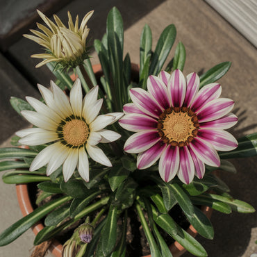 White Purple Gazania Seeds for Planting  Vibrant Annual Flower Seeds