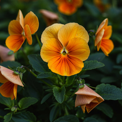 Orange Viola Sorbet Seeds for Planting | Vibrant Flower Seeds for Your Garden