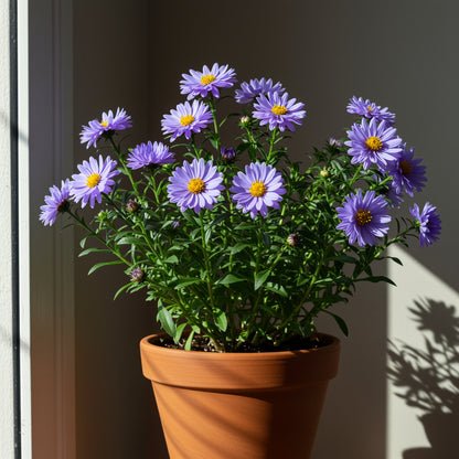 Aster Flower Seeds Planting Blue