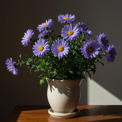 Aster Flower Seeds Planting Blue