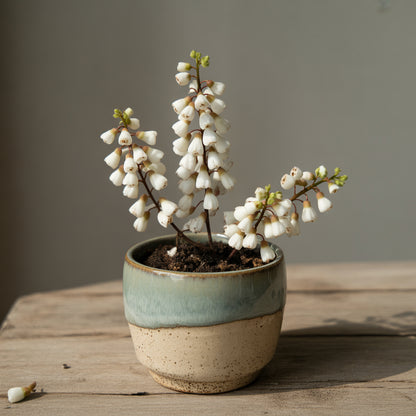 Acacia White Perennial Flower Seeds for Planting