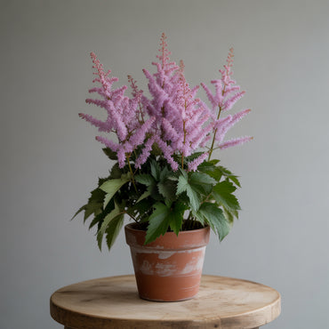 Astilbe Flower Seeds: Planting Violet Blooms