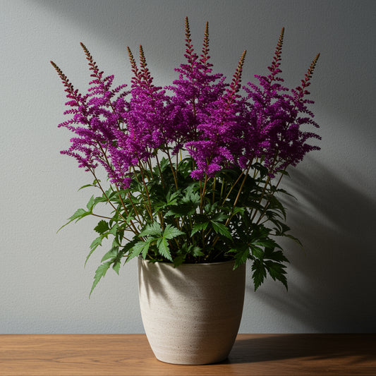 Astilbe Flower Seeds: Planting Violet Blooms