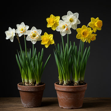 Double Narcissus Flower Seeds for Planting - White & Yellow Varieties