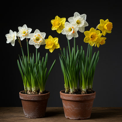 Double Narcissus Flower Seeds for Planting - White & Yellow Varieties