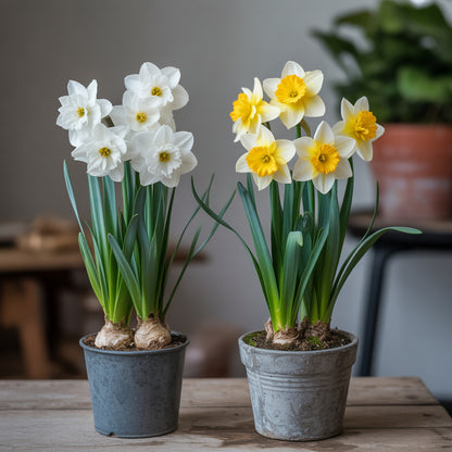Double Narcissus Flower Seeds for Planting - White & Yellow Varieties