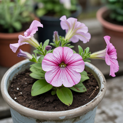 Pink Oblique Petunia Flower Seeds for Easy Planting