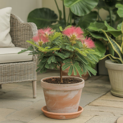 Albizia Flower Seeds Planting Pink