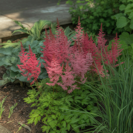 Red Astilbe Flower Seeds for Planting