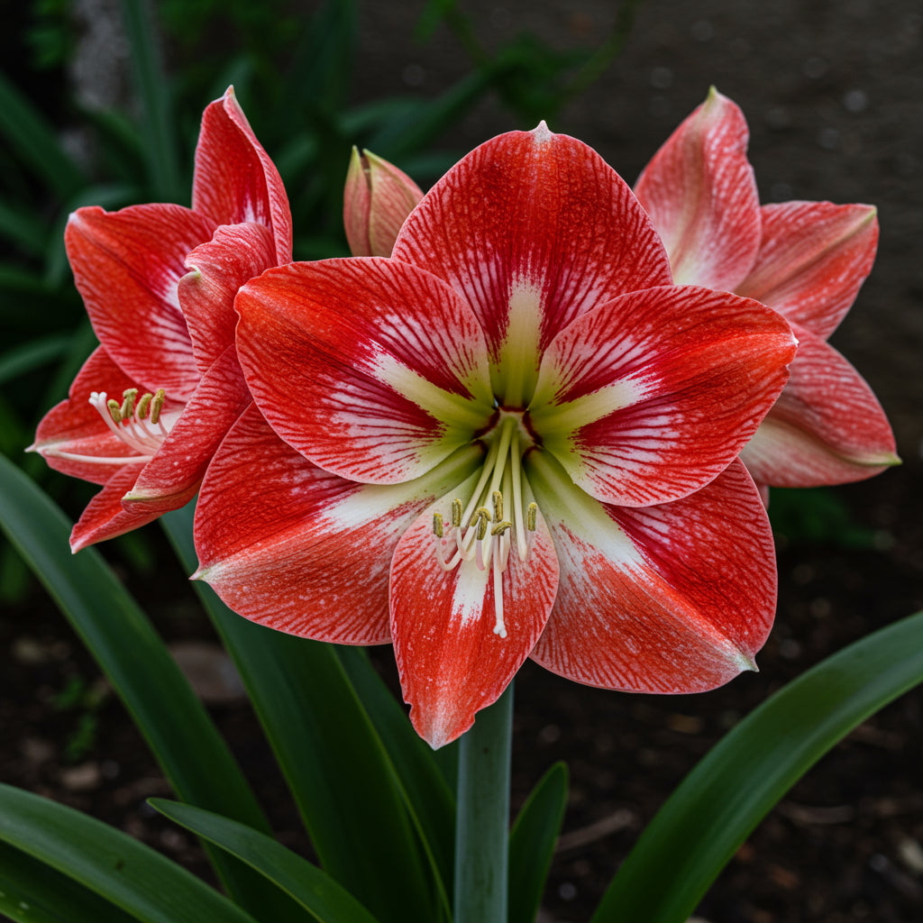 Amaryllis Flower Seeds for Planting - Vibrant Red & White Blooms