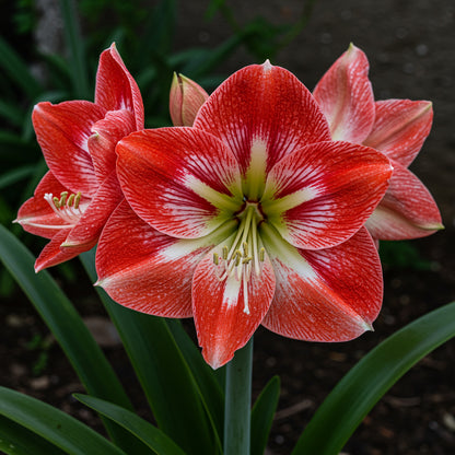 Amaryllis Flower Seeds for Planting - Vibrant Red & White Blooms