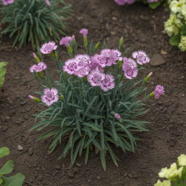 Dianthus Caryophyllus Flower Seeds for Planting Pink Blooms in Your Colorful Garden