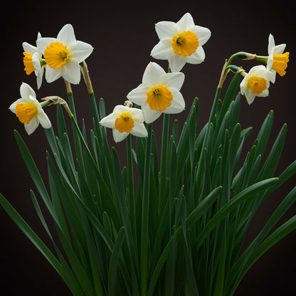 Grow Vibrant Narcissus Flower Seeds: Ideal for Lush Green and White Planting