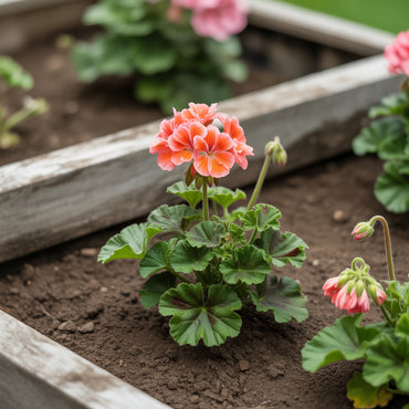 Exotic Elegance: Orange Geranium Flower Seeds for Vibrant Planting