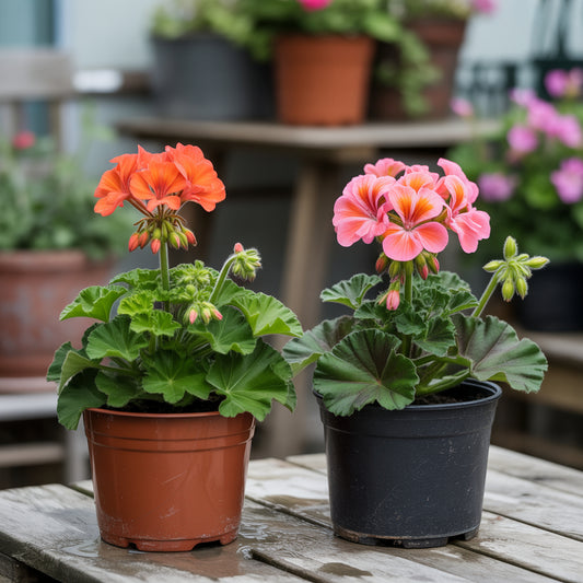 Exotic Elegance: Orange Geranium Flower Seeds for Vibrant Planting