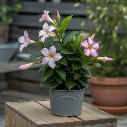 mandevilla flower seeds Mandevilla Seeds – Pink White Mandevilla Sanderi Flower Seeds for Stunning Garden Display – Pure Asia Seeds