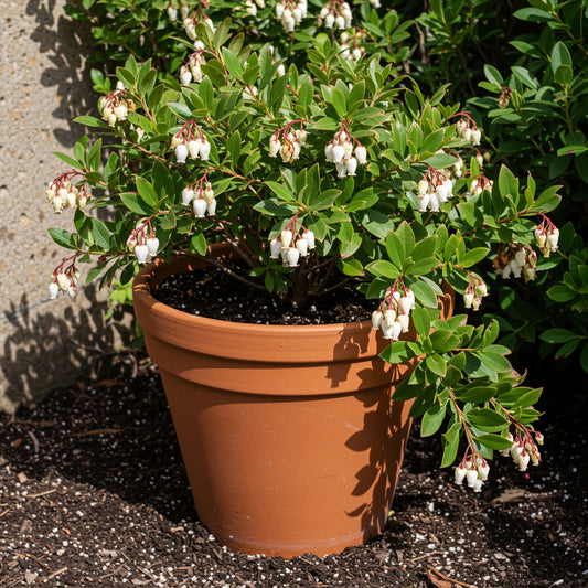 Samen des Frühlingsleuchters zum Pflanzen – Zarte Bodendecker-Blumensamen