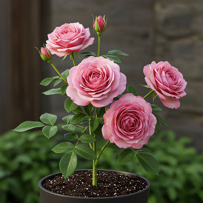 Doppelte Freude Rosen-Hybride-Tee-Samen für die Gartenpflanzung