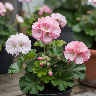Pelargonien-Apfelblüte Rosa- und Weißsamen zum Pflanzen