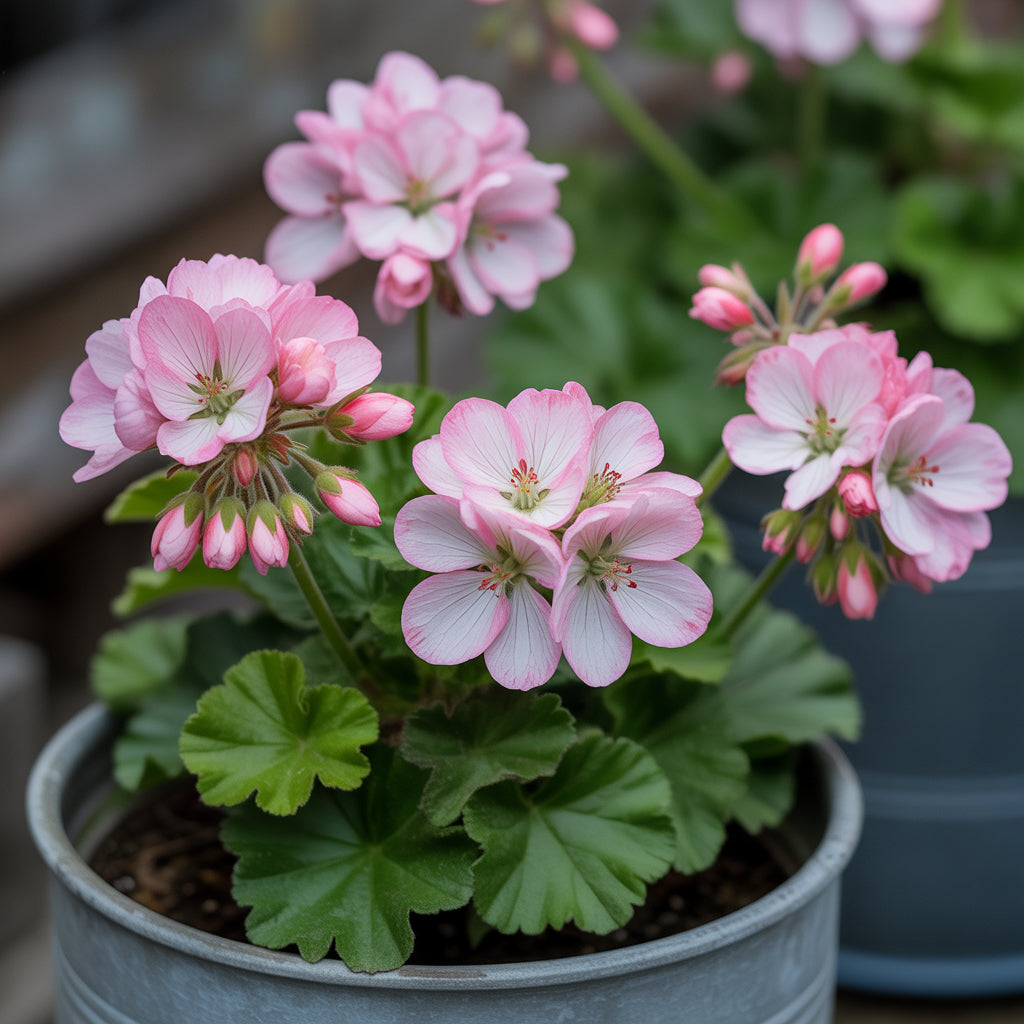 Geranium Apple Blossom Pink & White Seeds for Planting