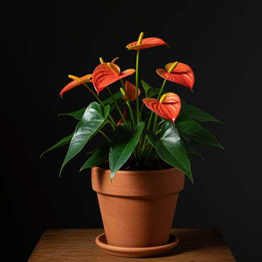 Anthurium Seeds - Orange Variety for Planting