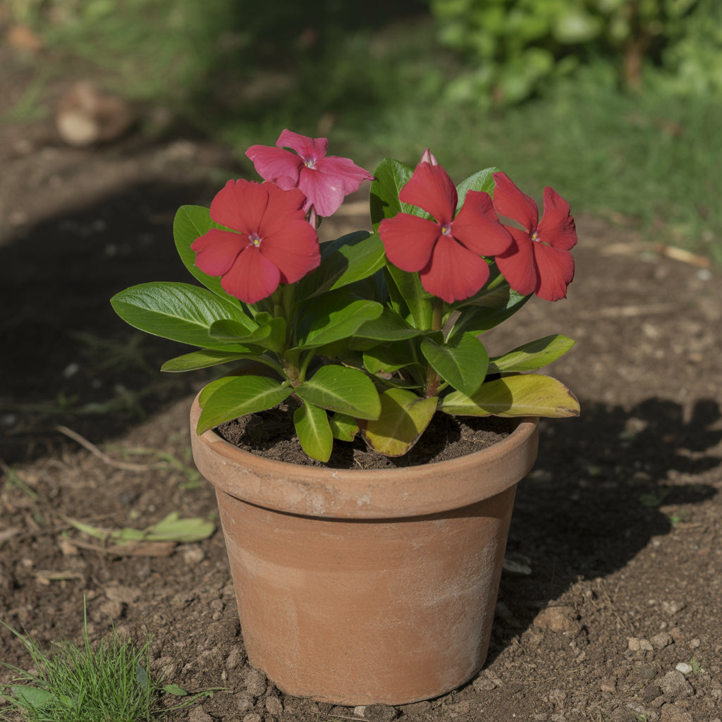 Periwinkle Vinca Red Seeds for Planting - Vibrant Annual Flowers