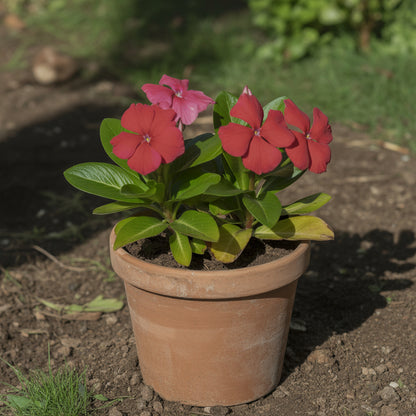 Periwinkle Vinca Red Seeds for Planting - Vibrant Annual Flowers