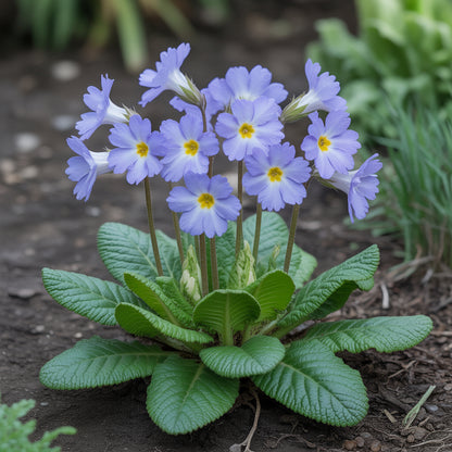 Primula Acaulis Light Blue Seeds for Planting - European Flower Seeds