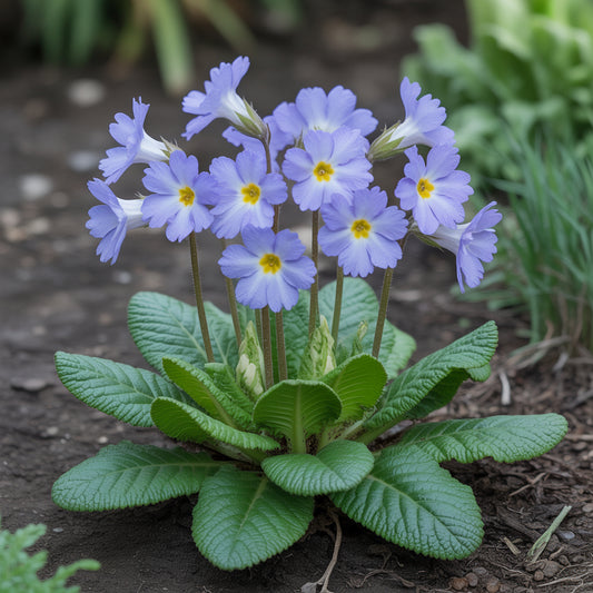 Primula Acaulis Light Blue Seeds for Planting - European Flower Seeds