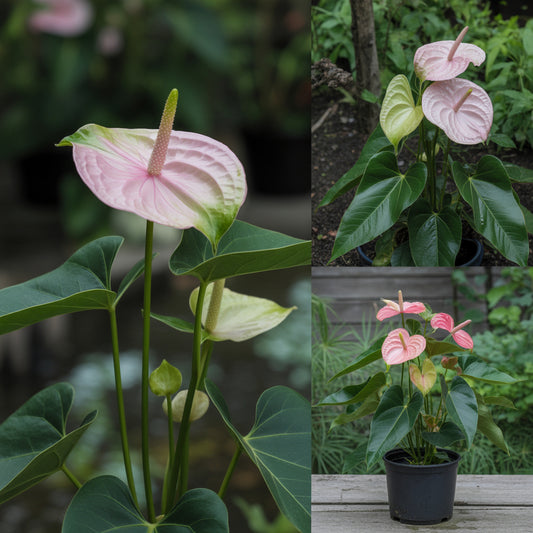 Pale Pink Anthurium Andraeanu Seeds for Planting - Vibrant Blooms for Your Garden