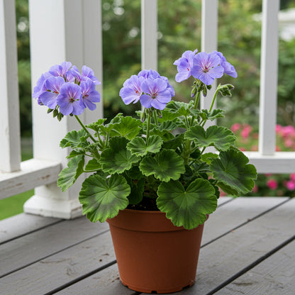Sky Blue Green Geranium Seeds for Planting
