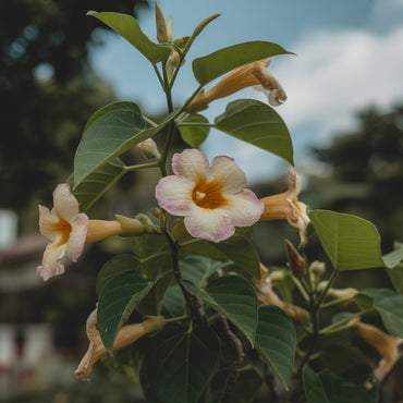 Thunbergia Flower Seeds for Vibrant Garden Planting