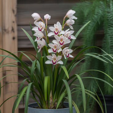 Cymbidium Maxillaria Goeringii Plant Seeds for Planting - Seeds for Elegant White Blooms in Your Garden