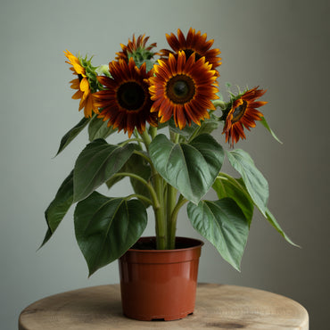 Dark Red Sunflower Seeds: Perfect for Your Garden Planting