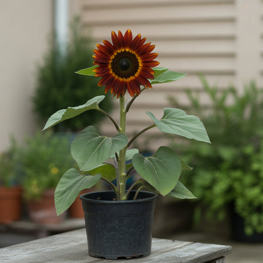 Dark Red Sunflower Seeds: Perfect for Your Garden Planting