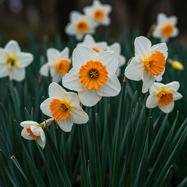 Daffodil Flower Seeds - White and Orange for Planting