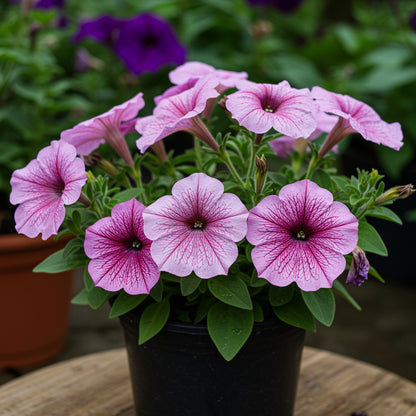 Multi-Flowered Double-Petal Petunia Seeds  Light Violet for Planting