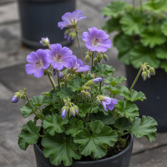 Violet Climbing Geranium Seeds for Planting  Enhance Your Garden