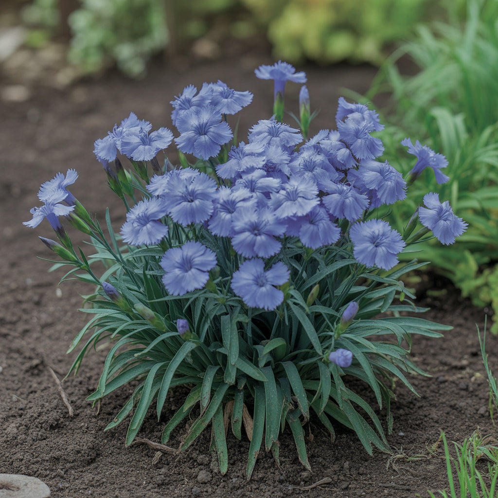 Dianthus Caryophyllus Seeds - Dark Blue Flower Seeds for Planting