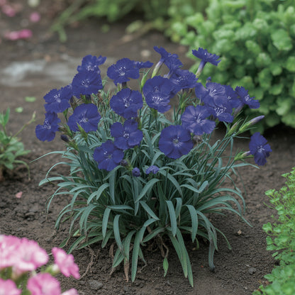 Dianthus Caryophyllus Seeds - Dark Blue Flower Seeds for Planting