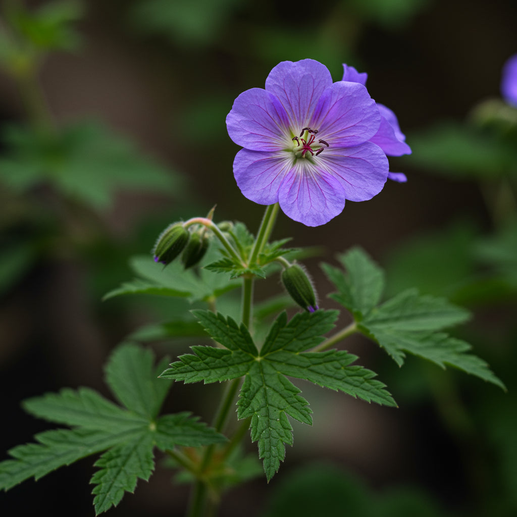 Violet Red Geranium Flower Seeds for Planting - Vibrant Garden Blooms