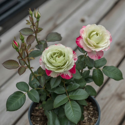 Rose Flower with Red Edge Seeds for Planting - Vibrant Floral Seeds for Your Garden