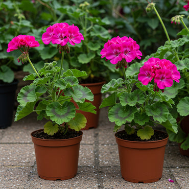 Dark Pink Black Geranium Flower Seeds for Planting - Vibrant and Elegant