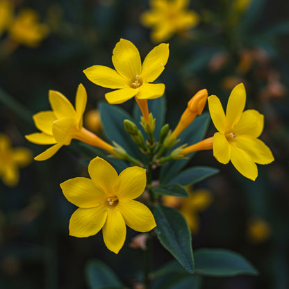 Yellow Jasminum Sambac Seeds for Planting  Fragrant Garden Flowers